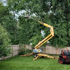Trusted Ormond By The Sea, FL Tree Services Experts