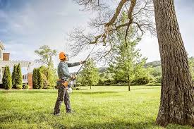 Best Tree Trimming and Pruning  in Ormond By The Sea, FL