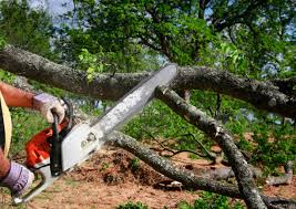 Best Aeration Services  in Ormond By The Sea, FL
