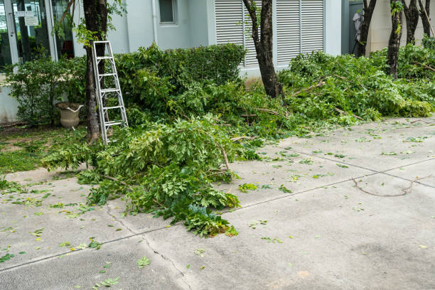 Best Tree Maintenance Programs  in Ormond By The Sea, FL