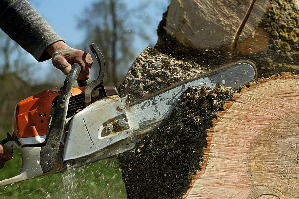 Ormond By The Sea, FL Tree Services Pros