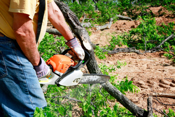 Best Tree Mulching  in Ormond By The Sea, FL